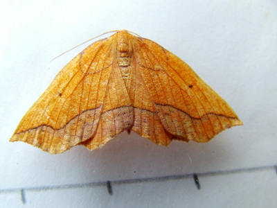 Bordered Beauty